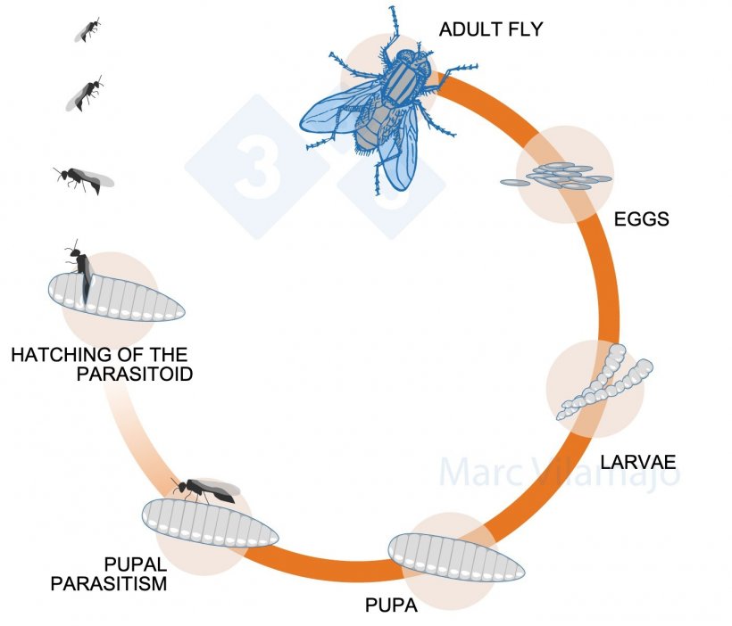 Figure 3. Life cycle of the fly&nbsp;interrupted by&nbsp;a parasitoid.
